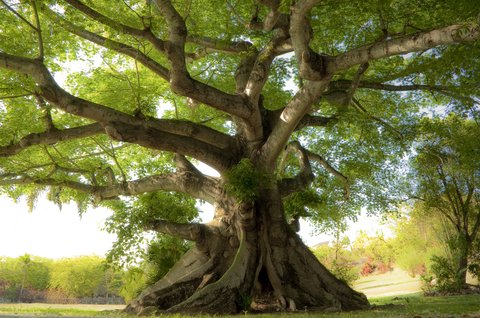 healthy trees